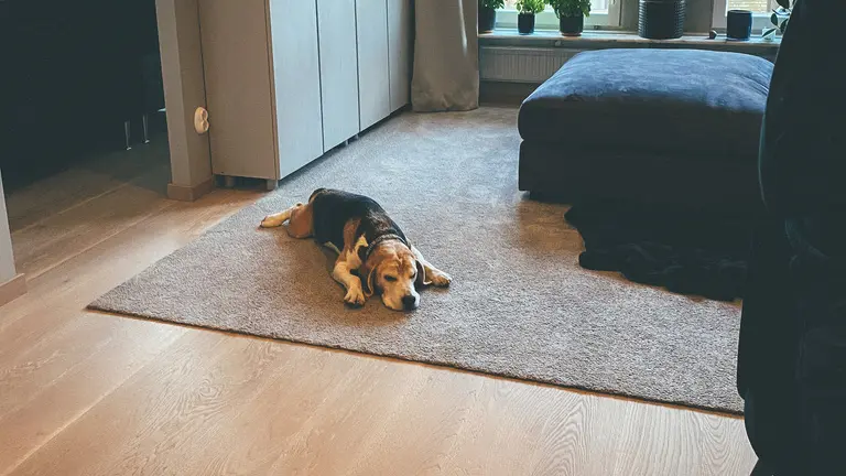Hund i nystädad bostad